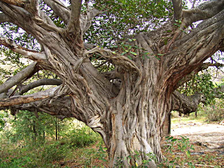 For the love of trees