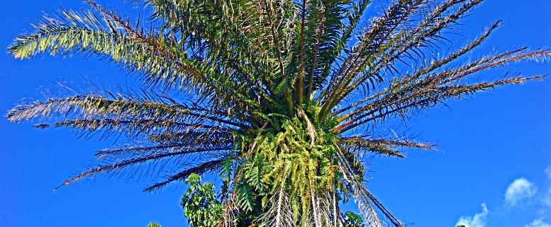 Naranjos