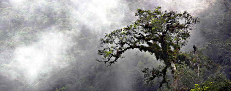 C.Forest
