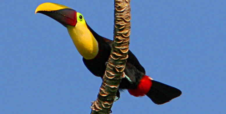 Birds 2 
