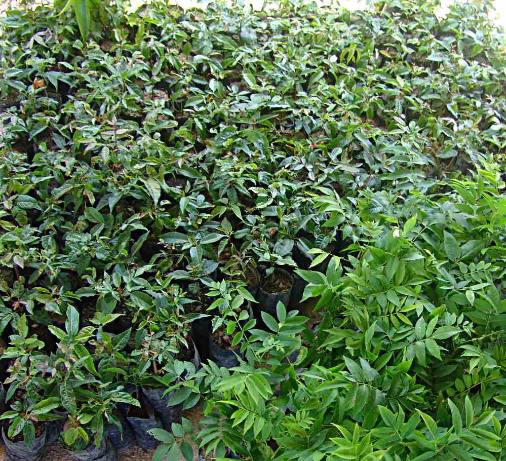 Seedlings needing re-bagging