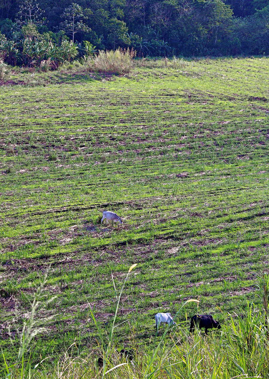field behind Los Naranjas