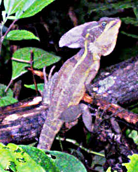 Lizard