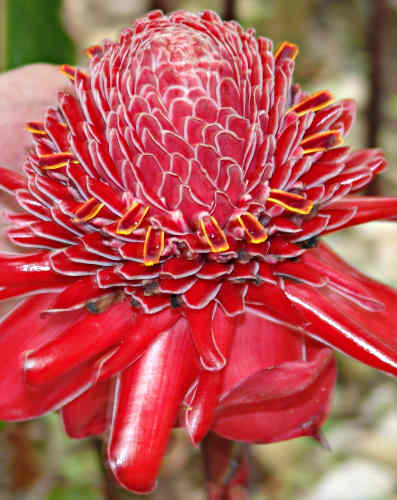 red