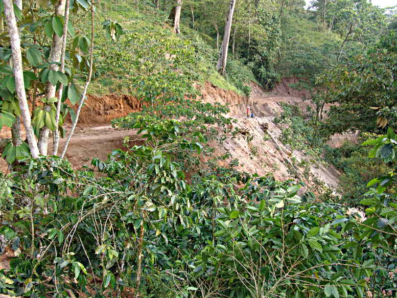 Virgin Woods