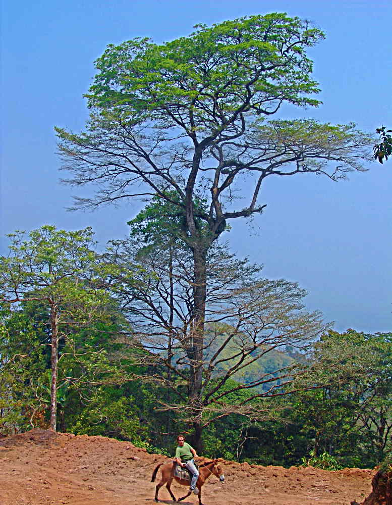 Many Grand Trees