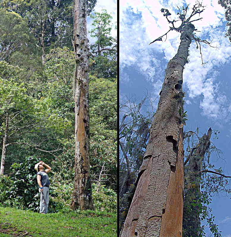Tree Dr. Checks Patient