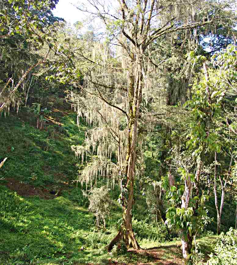 Tree attacked by ants