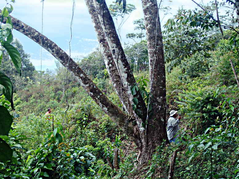 Talking forest inventory