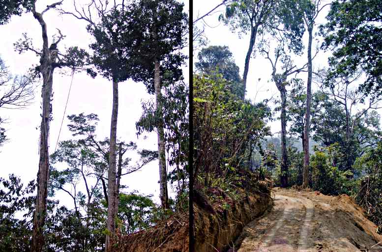 Trees robbed of wildlife