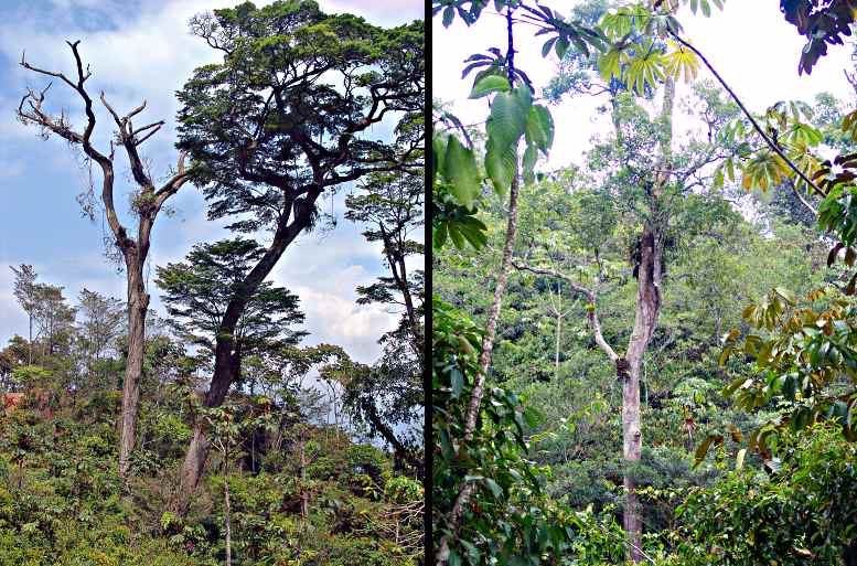 tree doctors wanted