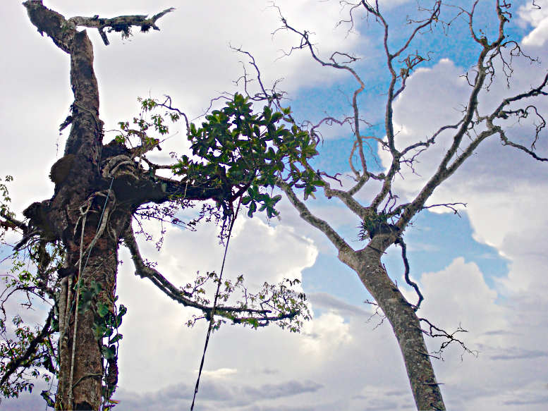 Ropes-steps from poachers