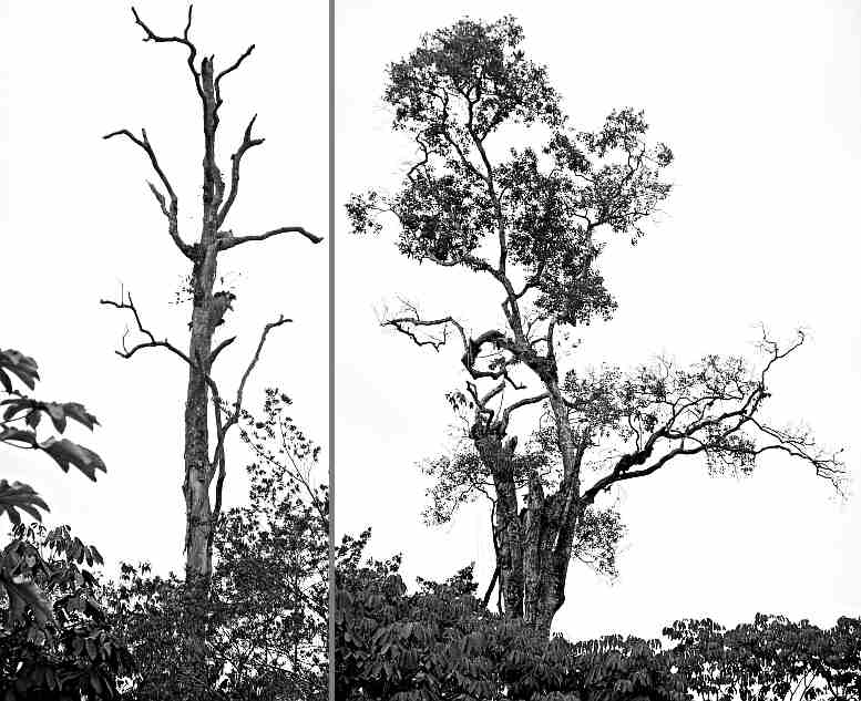 Troubled trees need care