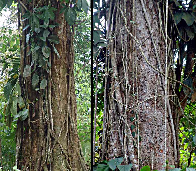 TroulbedTrees: TrunkStudy