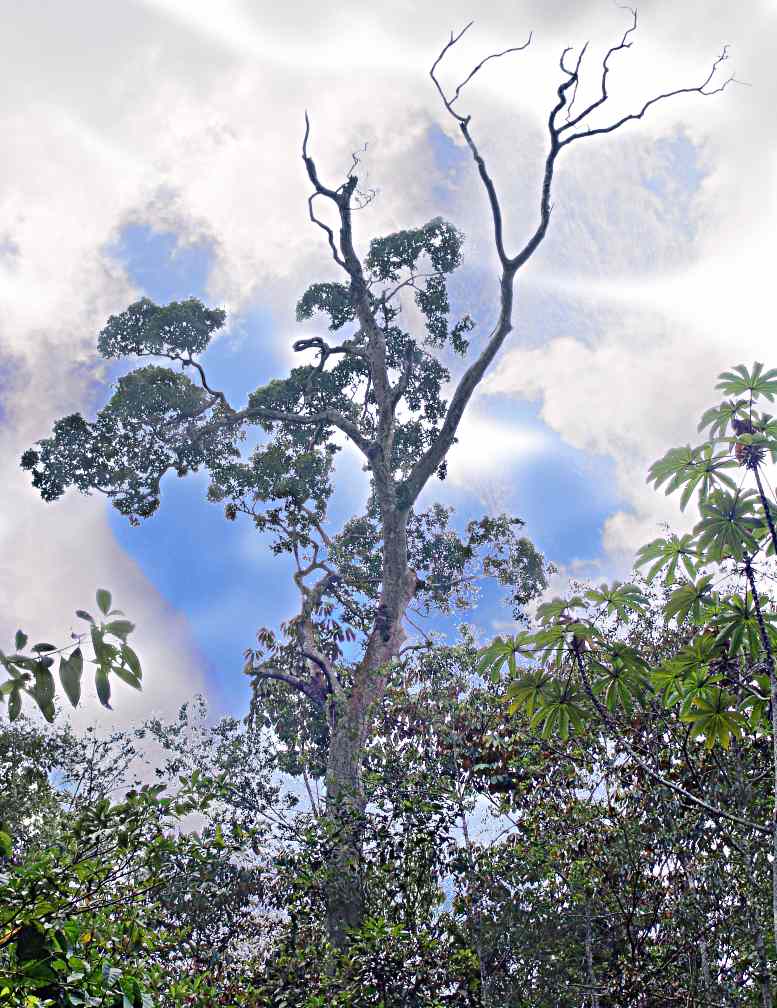 Half dead Troubled tree