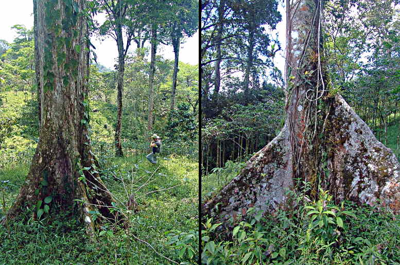 Keeping Honduras Green
